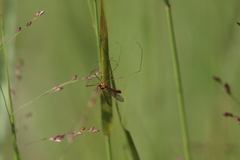Nephrotoma ferruginea
