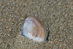 Mactra stultorum