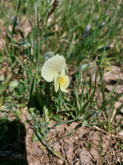Viola altaica