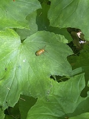 Monocesta coryli