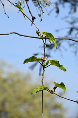 Asclepiadeae