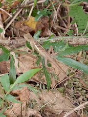 Diploderma swinhonis