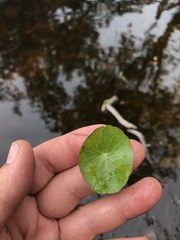 Nymphoides cordata