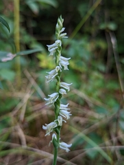 Spiranthes vernalis