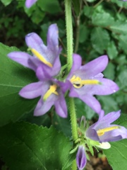 Campanula trachelium
