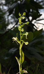 Habenaria crassicornis