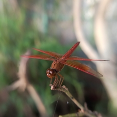 Brachythemis contaminata