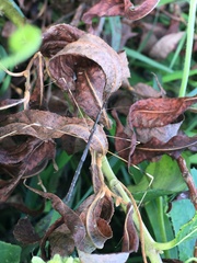 Emesaya brevipennis