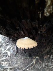 Crepidotus eucalyptorum
