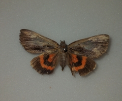 Catocala ultronia