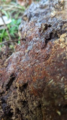 Mucronella calva