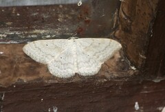 Scopula incanata