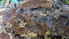 Mucronella calva