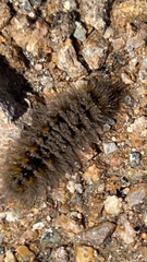 Lophocampa argentata