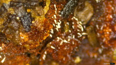 Mucronella calva