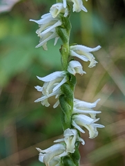 Spiranthes vernalis