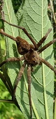 Dolomedes vittatus