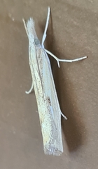 Agriphila inquinatella