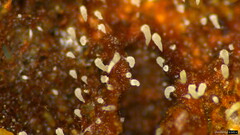 Mucronella calva