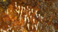 Mucronella calva