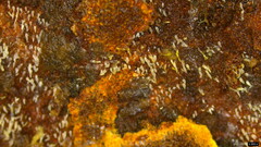 Mucronella calva