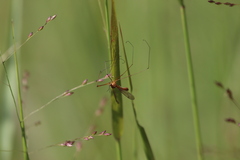 Nephrotoma ferruginea