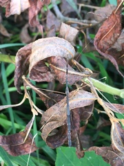 Emesaya brevipennis