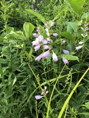 Physostegia
