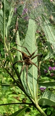 Dolomedes vittatus