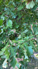 Quercus macrocarpa