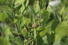 Schistocerca lineata