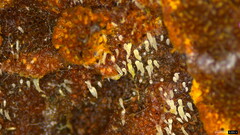 Mucronella calva