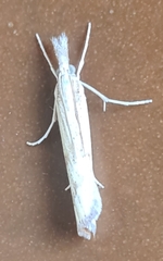 Agriphila inquinatella