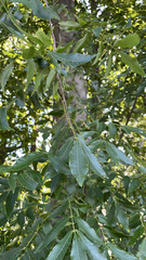 Carya illinoinensis