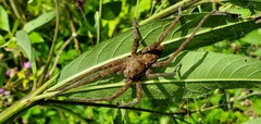 Dolomedes vittatus