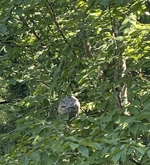 Dolichovespula maculata