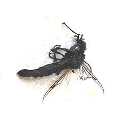 Bibionidae