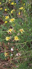 Senecio inaequidens