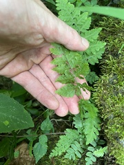 Cystopteris protrusa
