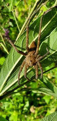 Dolomedes vittatus