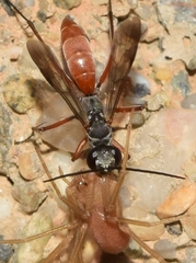 Agenioideus rhodosoma