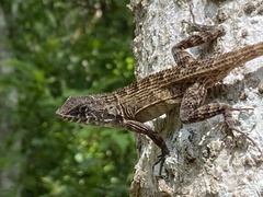 Sceloporus