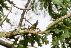 Setophaga fusca