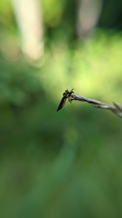 Holcocephala