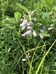 Physostegia