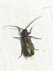 Arhopalus rusticus