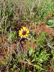 Osteospermum monstrosum