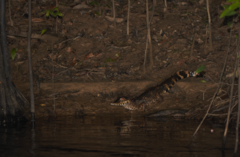 Paleosuchus trigonatus