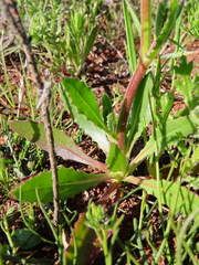 Osteospermum monstrosum