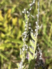 Lithospermum bejariense